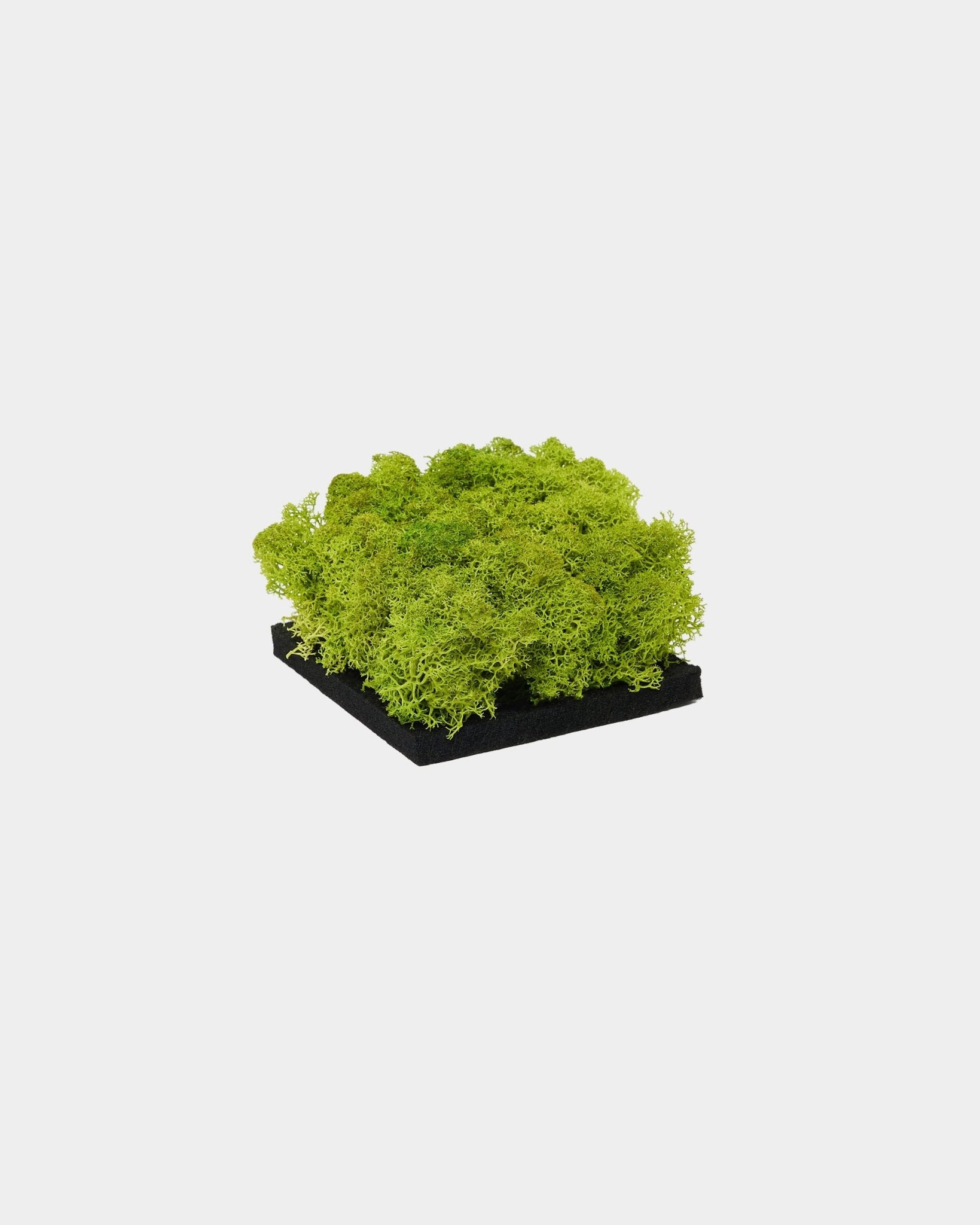 WoodUpp Moss Akoestisch paneel-sample in Apple Green, met levendig groen gepreserveerd moss op een basis van black, weergegeven tegen een effen witte achtergrond.
