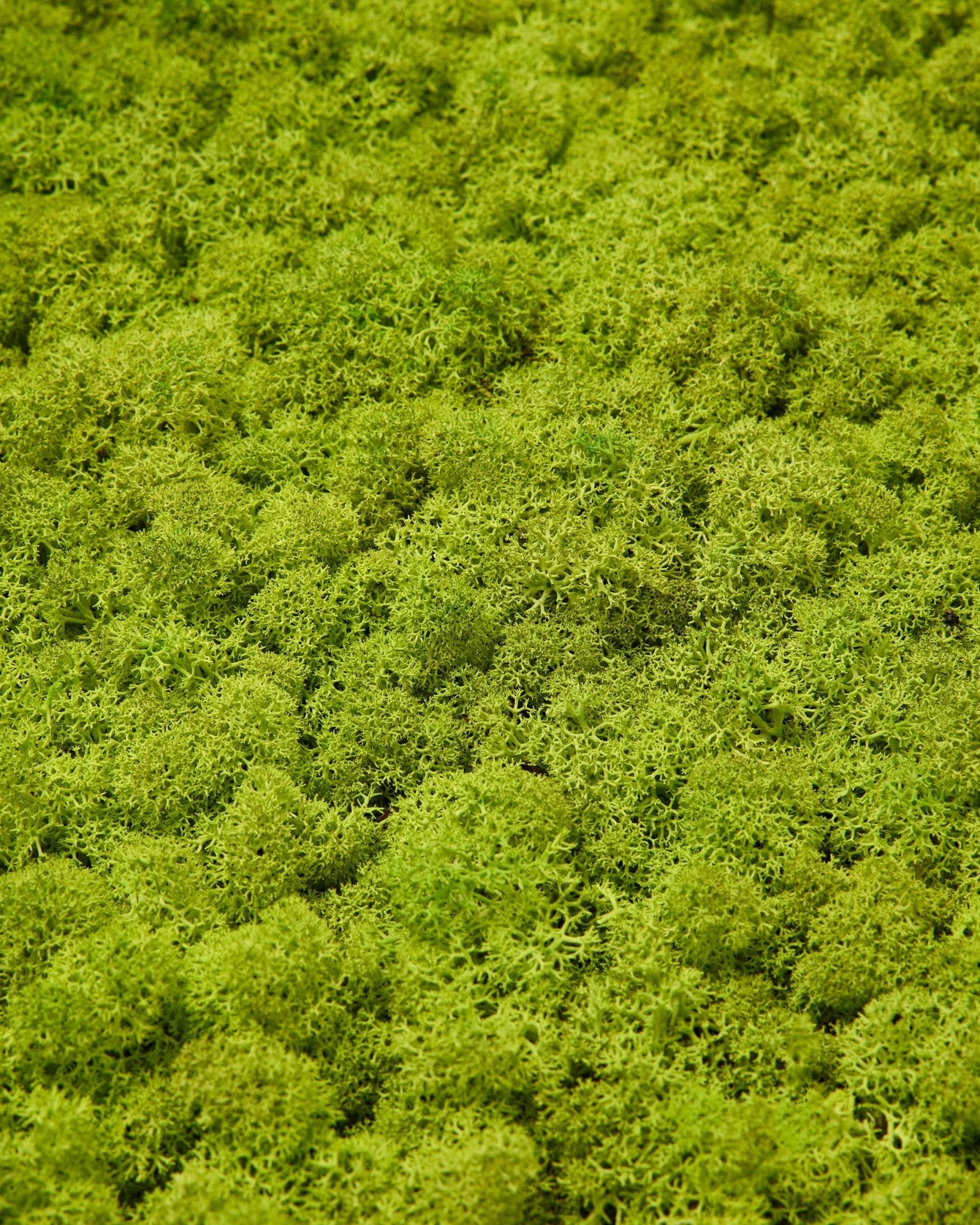 Close-up van WoodUpp Akupixel Akoestisch paneel in Apple Green moss, 60x60 cm, met een dicht, gestructureerd moss oppervlak voor een natuurlijke Scandinavische uitstraling.