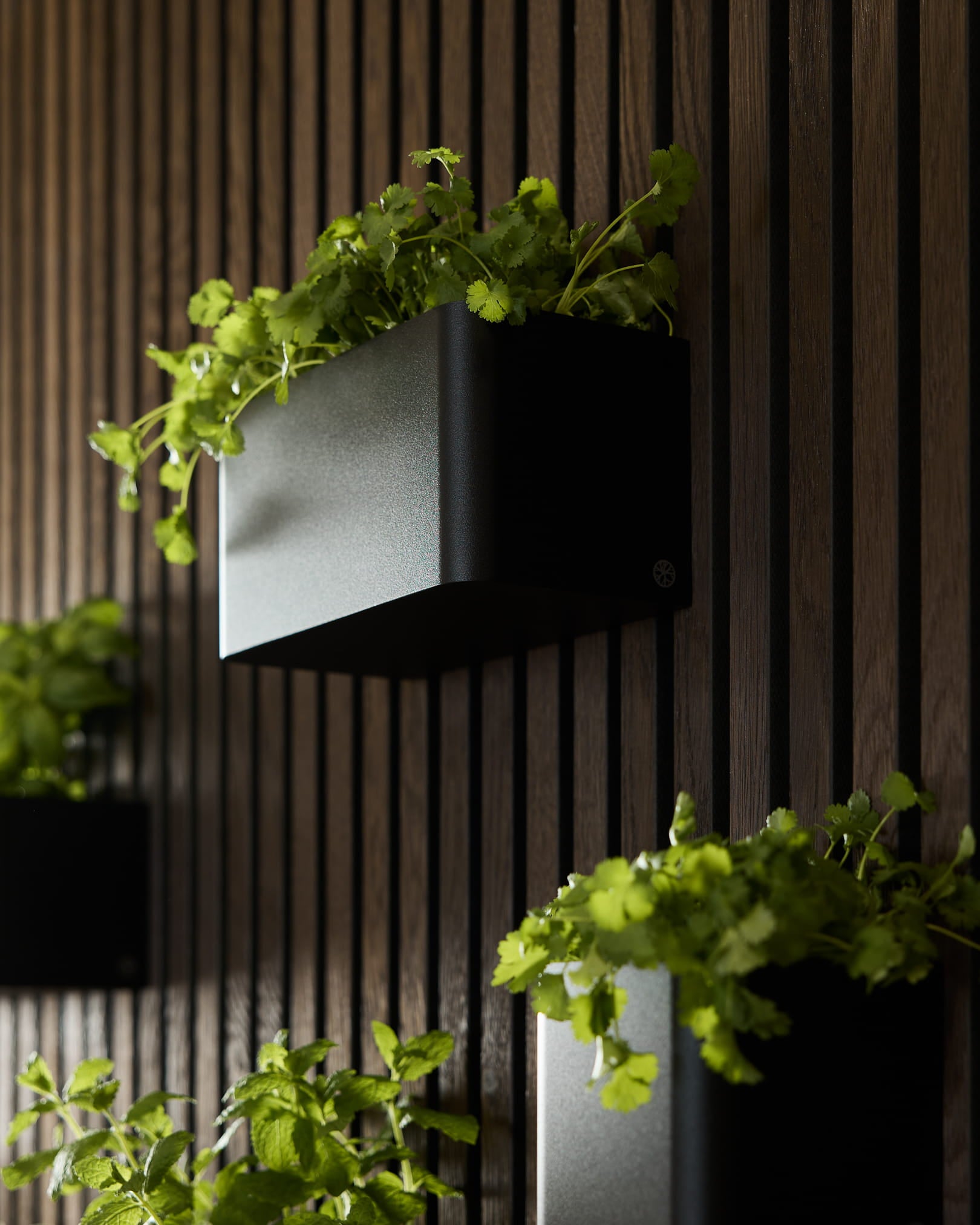 Bac à plantes Norr (23,9 cm) de WoodUpp, avec des plantes vertes montées sur un Panneau acoustique vertical en bois foncé Akupanel.