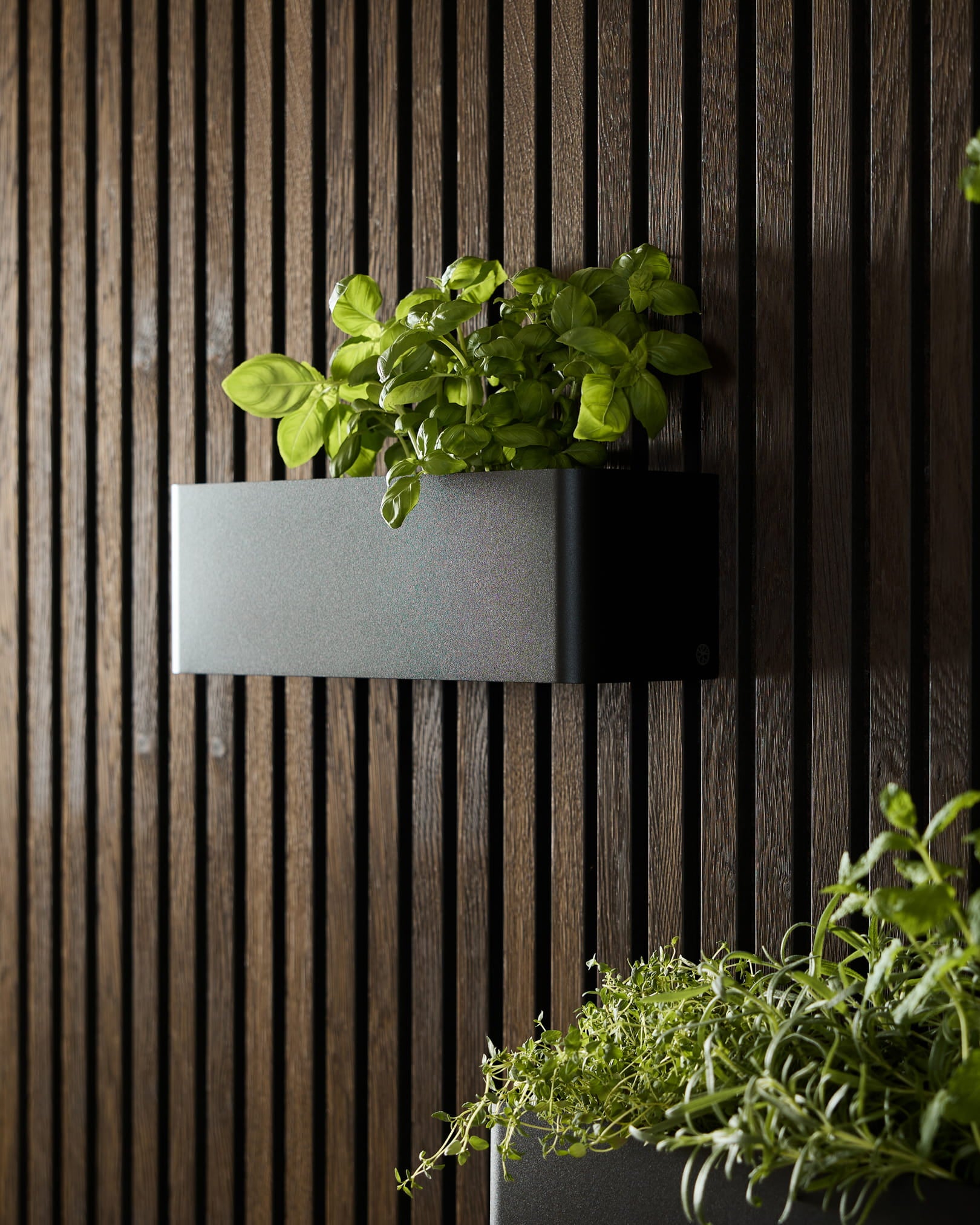 Een black WoodUpp Norr Plant Box (35,9 cm) met groene basilicum op een donker akoestisch lattenwandpaneel, naast een andere plantenbak met bladgroenten.